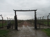 Vyhlazovací tábor Osvětim II - Březinka (Auschwitz II - Birkenau), cesta k plynovým komorám. 